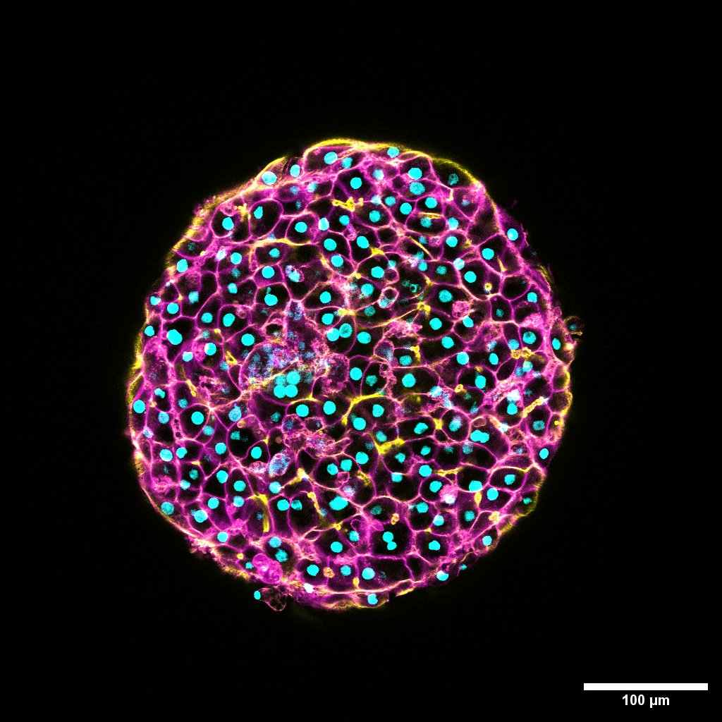 Liver microtissue fluorescence microscopy