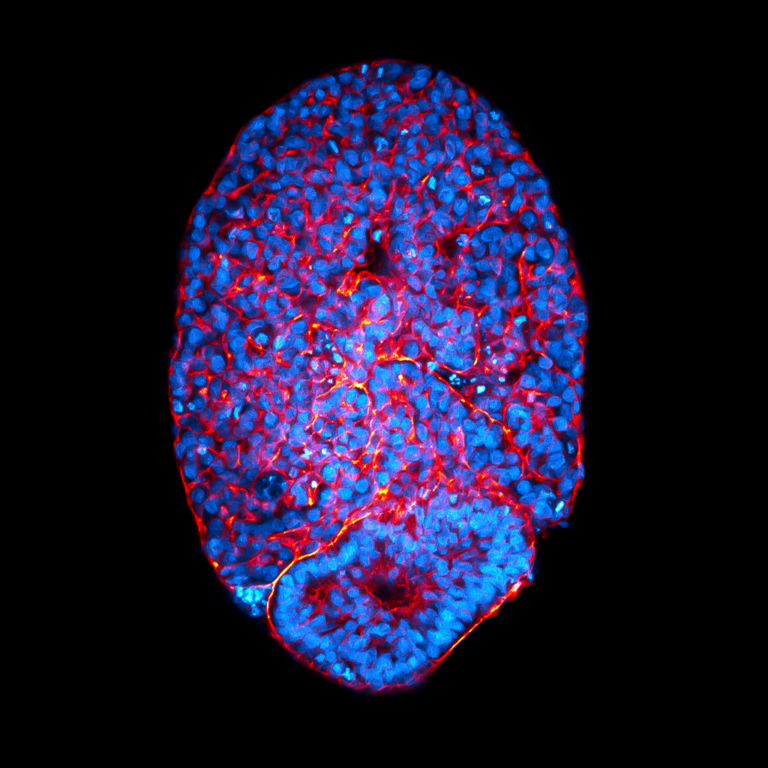 Hepatic microtissue immunostaining (nuclei in blue, membrane in red)