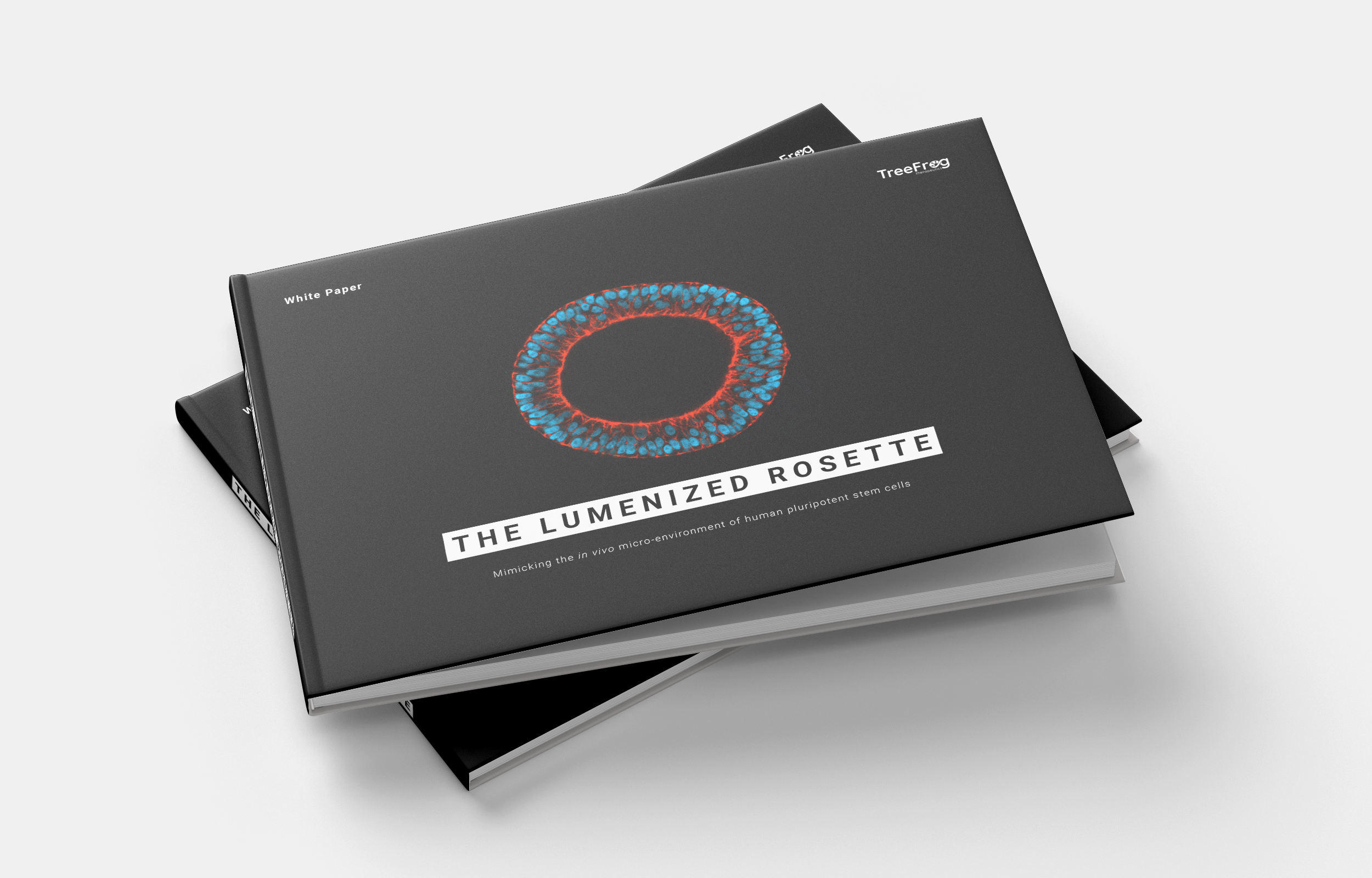 mock up white paper epiblast rosette