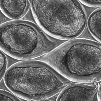 Expansion exponentielle des hiPSC dans des bioréacteurs de 10L avec C-Stem™ publié dans Biomaterials.