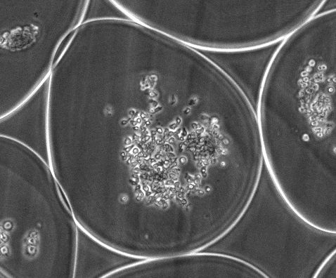 A model of guided cell self-organization for rapid and spontaneous formation of functional vessels
