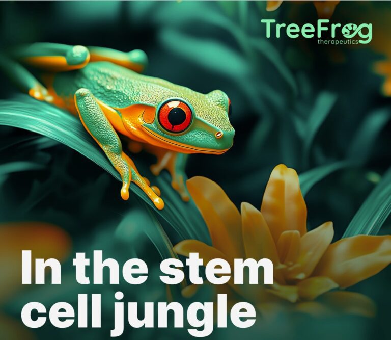 Dans la jungle des cellules souches #3