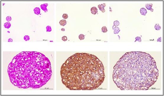 Hepatic microtissue characterisation: cubical morphology (HES), glycogen storage (PAS), albumin expression and CytK19 expression at 200, 100 and 50 µm
