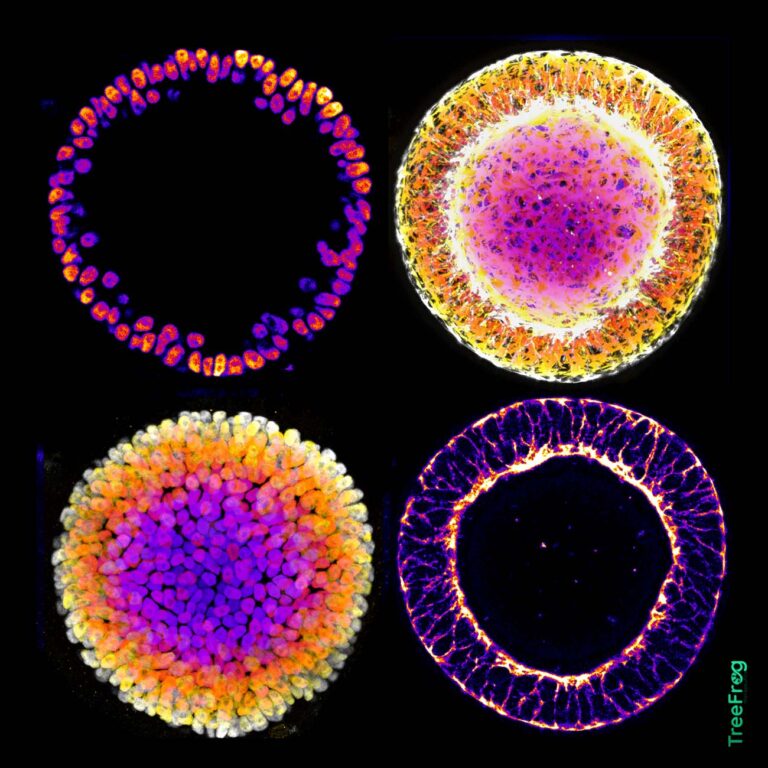 C-Stem™ surpasse les cultures 2D et agrégées dans le benchmark des technologies de culture cellulaire pour la production de masse de cellules souches pluripotentes induites humaines.
