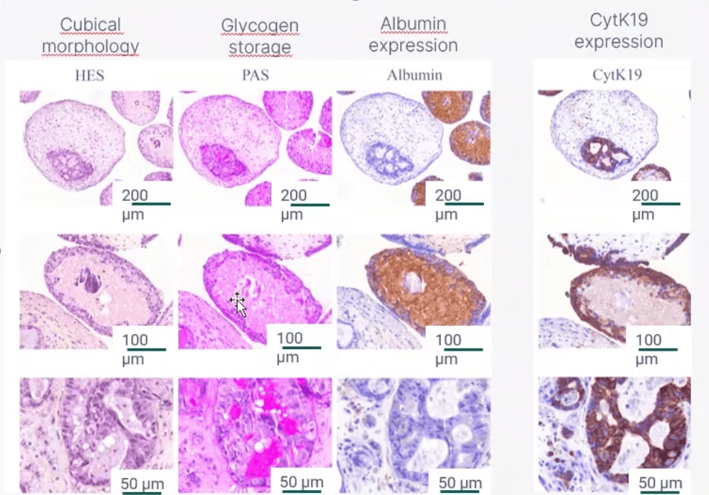 Hepatic microtissue characterisation: cubical morphology (HES), glycogen storage (PAS), albumin expression and CytK19 expression at 200, 100 and 50 µm